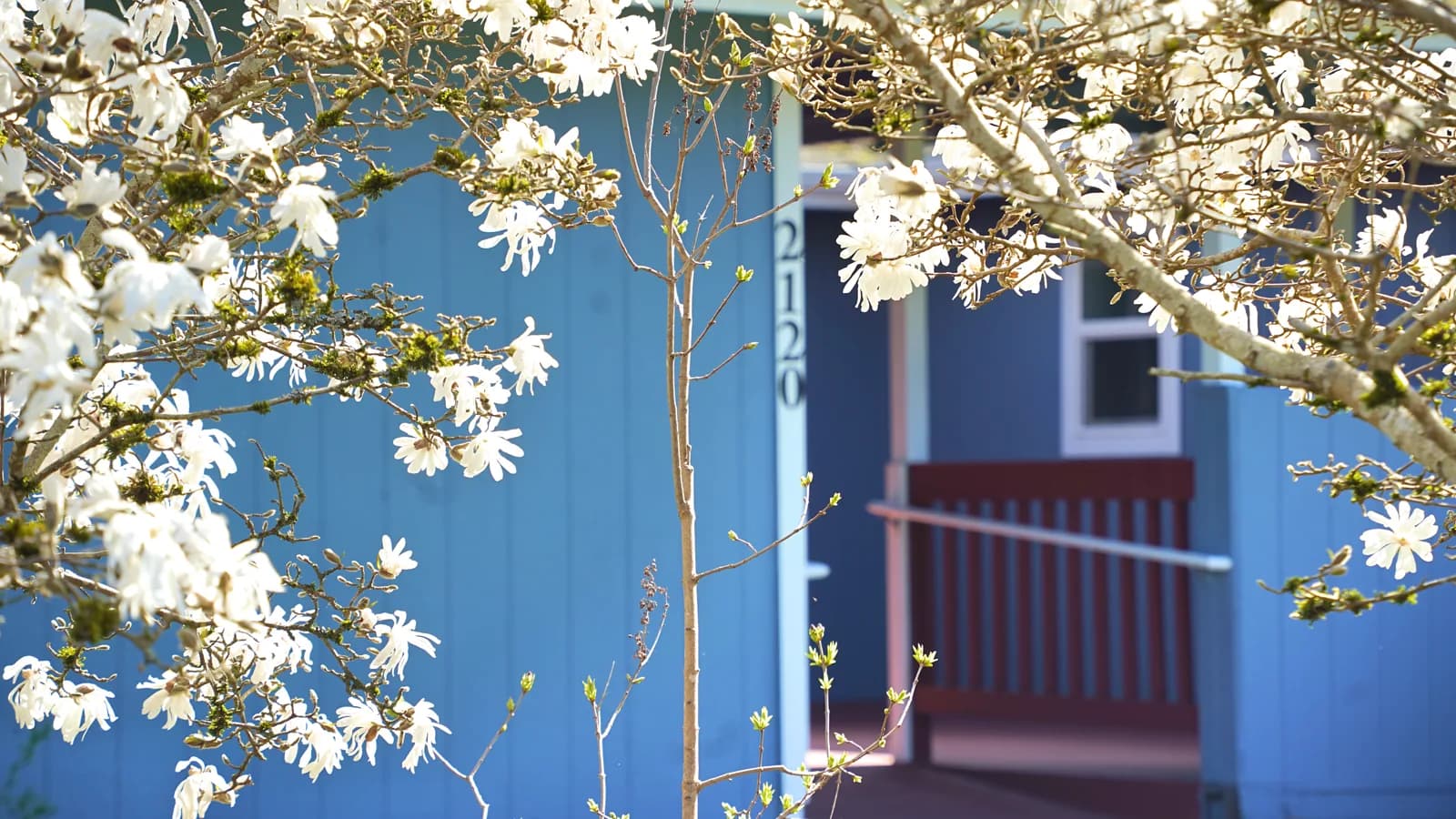 Magnolia blossoms framing the home entrance